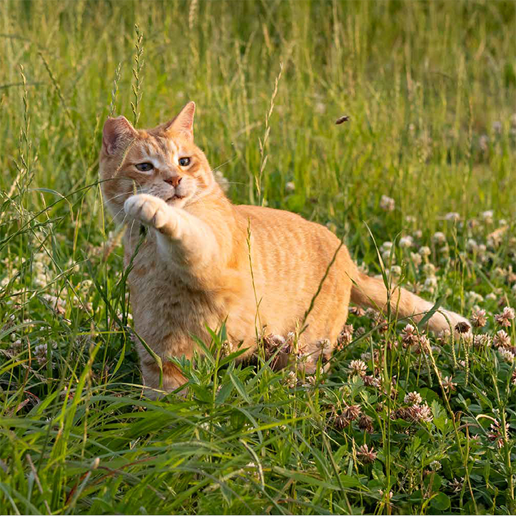 草原にいる猫